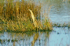Bittern