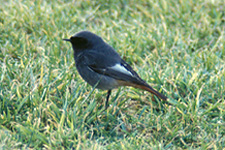 Black Redstart