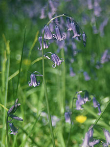 English Bluebell
