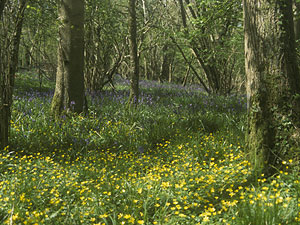 Lesser Celandines