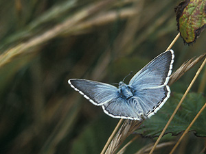 Chalkhill Blue