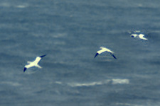 Gannets