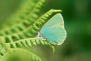 Green Hairstreak