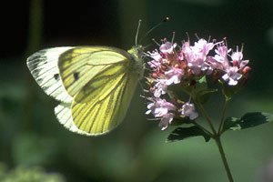 Green-veined White