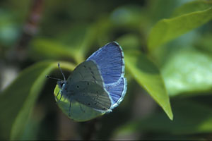 Holly Blue