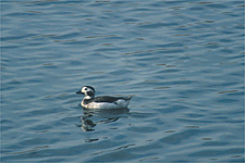 long-tailed duck