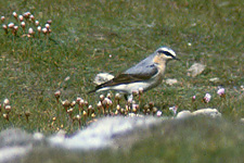 Wheatear