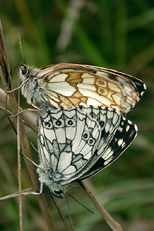 Marbled Whites