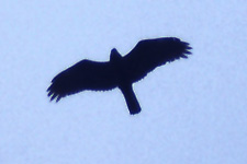 Marsh Harrier overhead