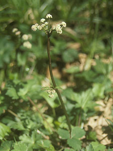 Sanicle