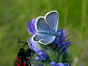 Silver-studded Blue
