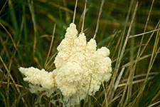 Slime Mould