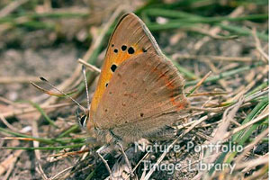 Small Copper