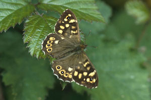 Speckled Wood