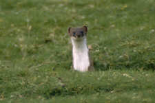 Stoat