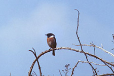 Stonechat