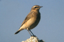 Wheatear