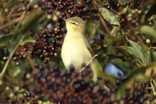Willow Warbler
