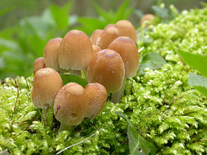 Glistening Inkcap