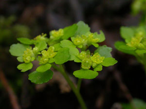 Golden Saxifrage