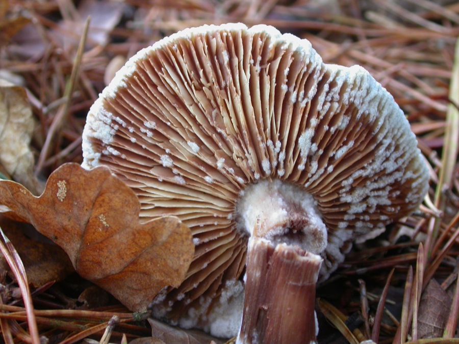 DSCN1965