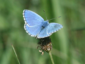 Adonis Blue