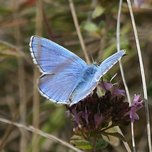 Adonis Blue