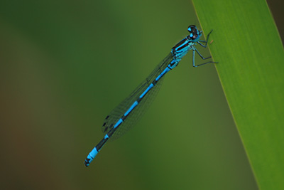 Azure Damselfly