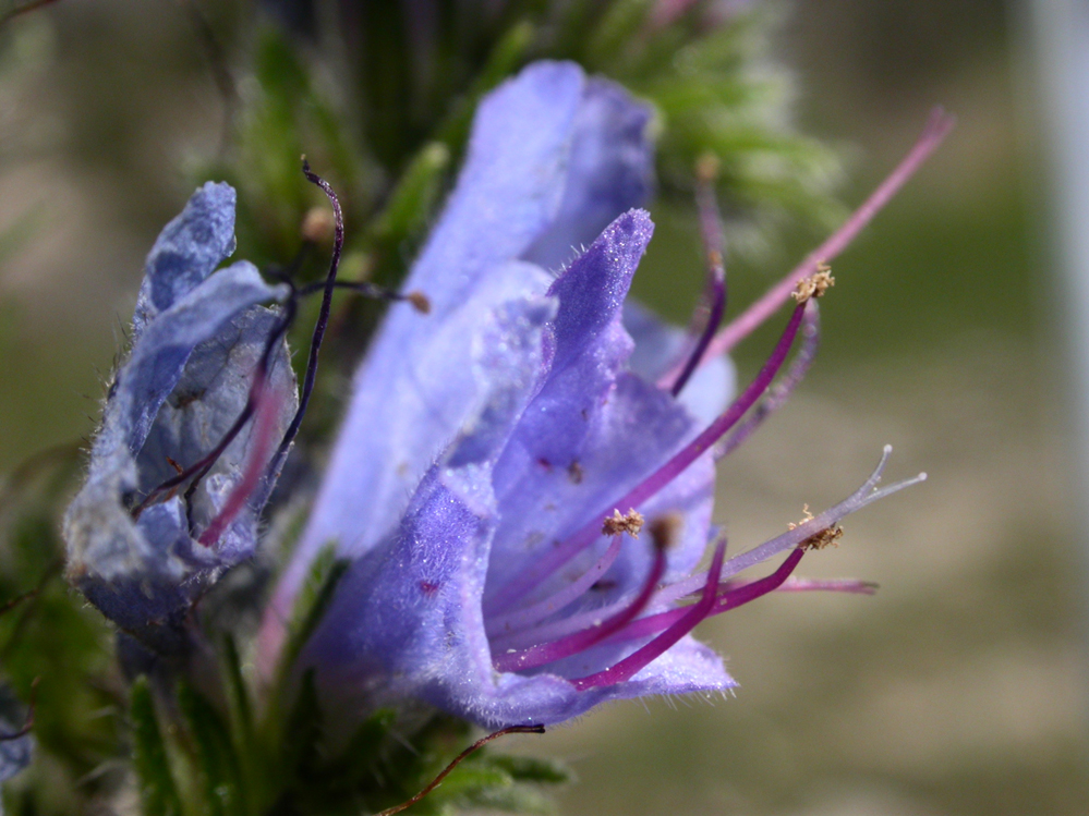 Vipers Bugloss
