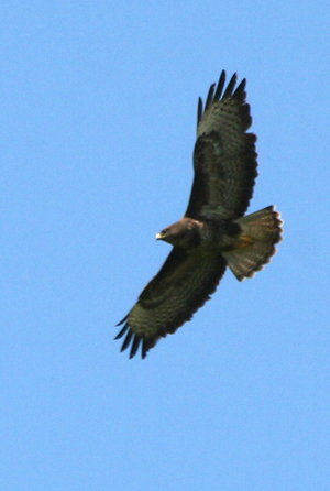 Buzzard