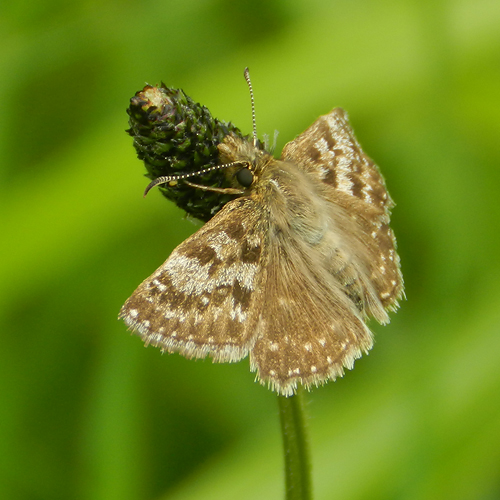 Dingy Skipper
