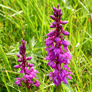 Early Purple Orchids