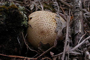 Common Earthball