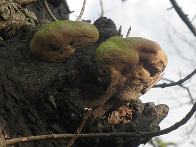 Mystery Fungus
