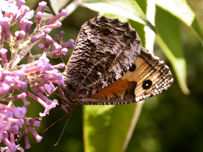 Grayling