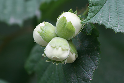 hazel nuts