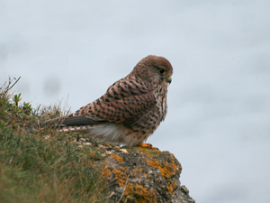 Kestrel on Eastcliffs