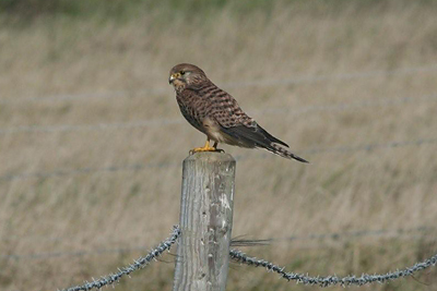 One of several Kestrels in Topfields