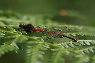 Large Red Damselfly