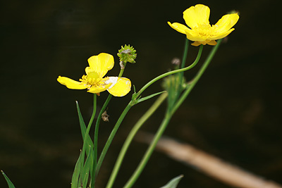 Greater Spearwort