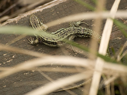 Common Lizard