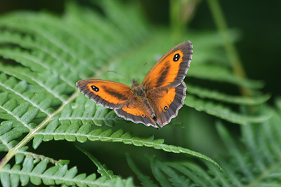 Gatekeeper