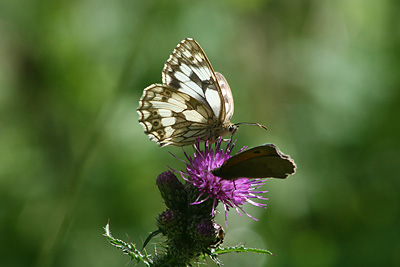 Marbled White
