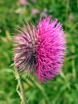 Musk Thistle