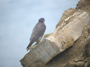 Raven