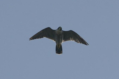 adult Peregrine