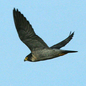 Peregrine