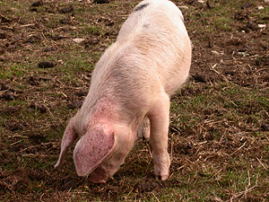Pig
