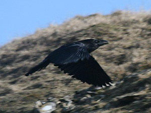 Raven