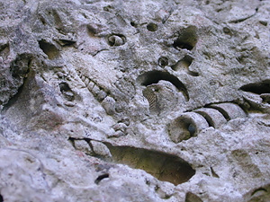 Roach Stone